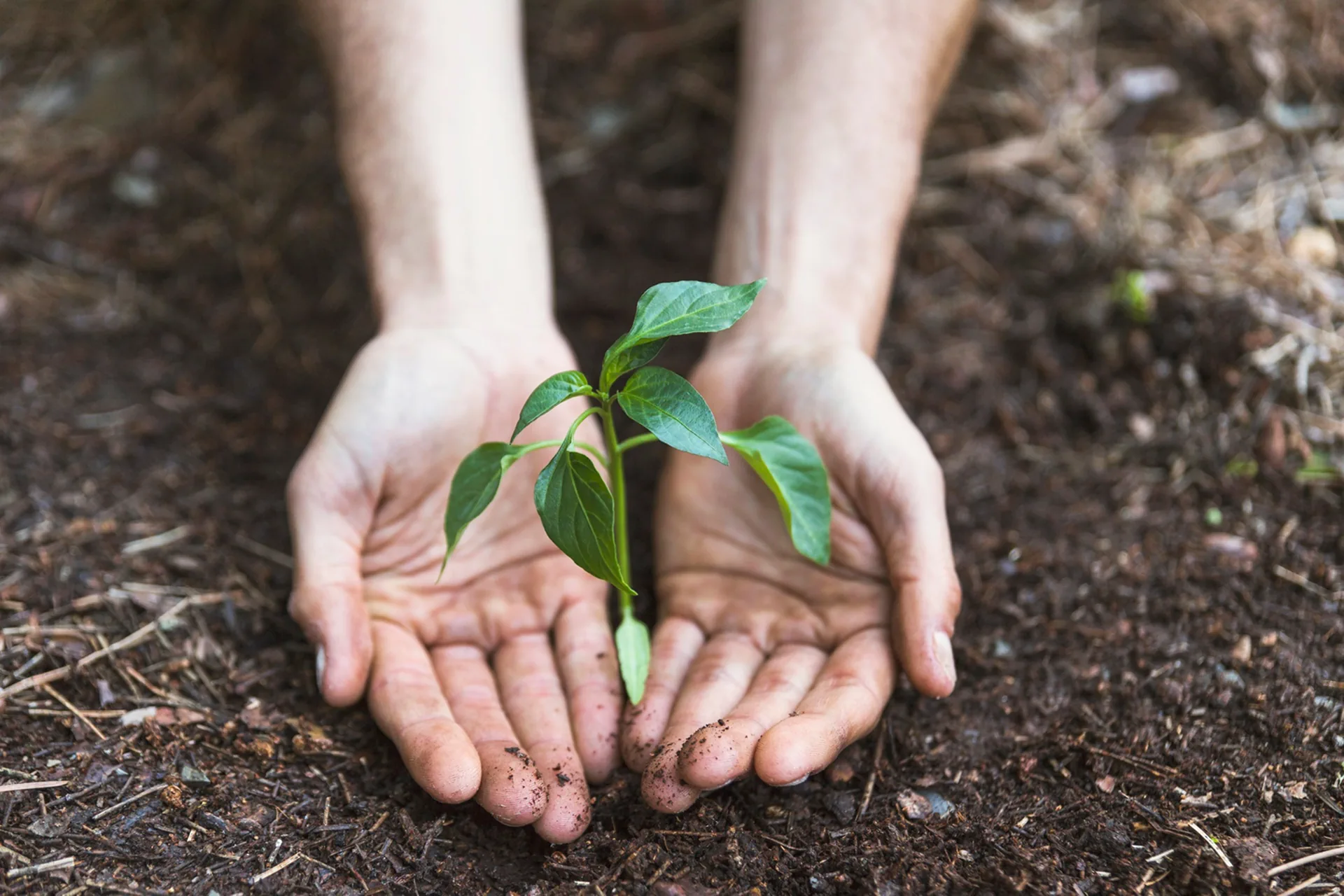 Green transformation and the economy: who really pays for environmental protection?