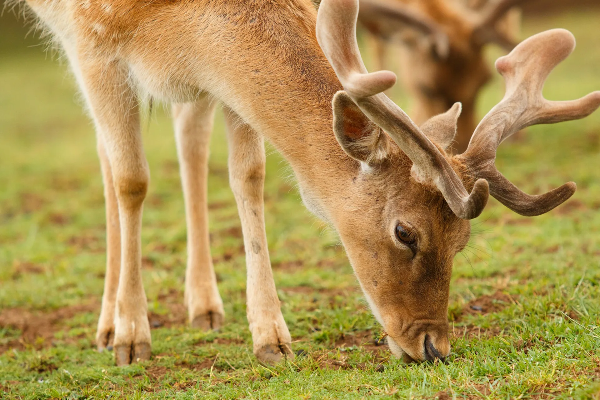 Species extinction is accelerating. Scientists warn of critical points